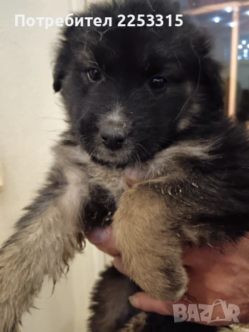 ТЪРСИ СИ ДОМ, снимка 3 - Други - 53114676