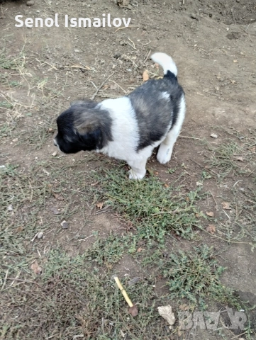 Каракачанска овчарка , снимка 2 - Каракачанска овчарка - 51987397