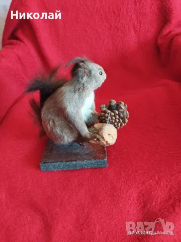 Продавам препарирана катерица 