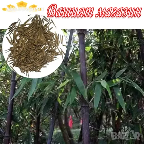 100 нови висококачествени семена Студоустойчив черен бамбук от САЩ за Декорация на дома и Градината , снимка 17 - Сортови семена и луковици - 49728001