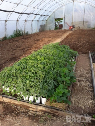 Оранжерия, снимка 4 - Оранжерии - 54288696