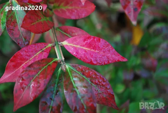 Oгнен храст - Euonymus alatus ​ Студоустойчив , снимка 3 - Разсади - 55709541