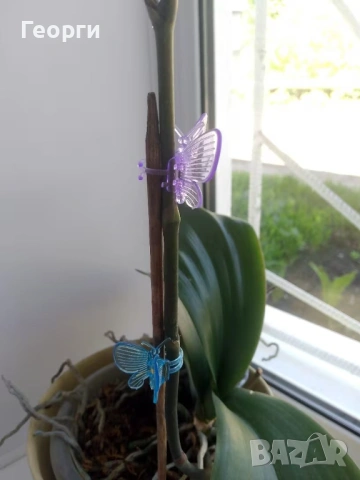 Клипс "пеперуди" за орхидеи, високрастящи или увивни растения., снимка 10 - Стайни растения - 54045504