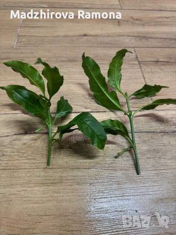 Hoya Multiflora , снимка 2 - Стайни растения - 52597536