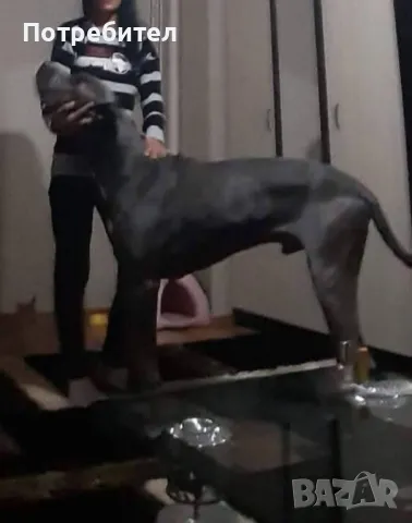 Немски дог, снимка 8 - Немски дог - 46530528