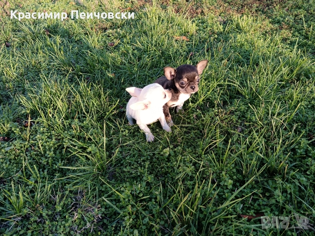 мъжко чихуахуа. , снимка 5 - Чихуахуа - 52614127