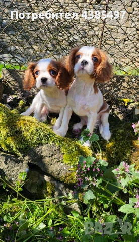 Кученца Кавалер Кинг Чарлз шпаньол, мъжки и женски