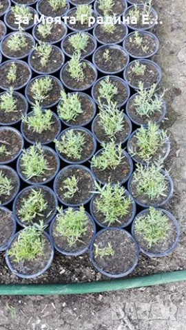 Гипсофила, снимка 3 - Градински цветя и растения - 49459706