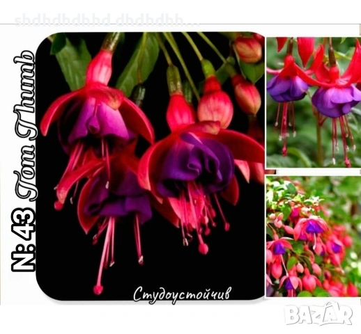 Фуксия студоустойчива градинска и Каскадна едроцветна фуксия , снимка 13 - Градински цветя и растения - 54231804