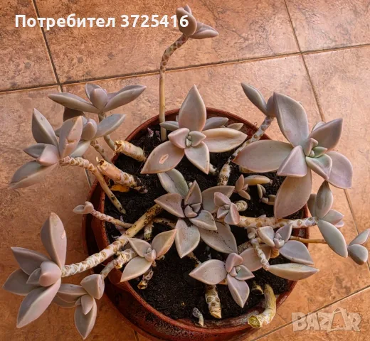 Граптопеталум - интересен сукулент, снимка 4 - Стайни растения - 56229110