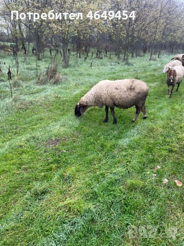 Свободни 4 броя млади заплодени овце. Намират се в гр. Летница -Ловешко,продават се заедно всичките., снимка 2 - Овце - 52456759