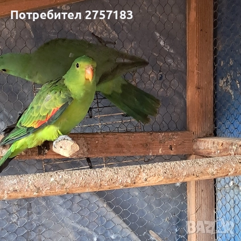 продавам папагали чифт червнокрили папагали, снимка 3 - Папагали - 52755581