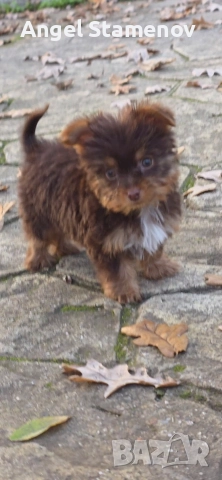 Йорки биро и шоко бивер супер мини размер момиченца!Доставка!, снимка 11 - Йоркширски териер - 52553248