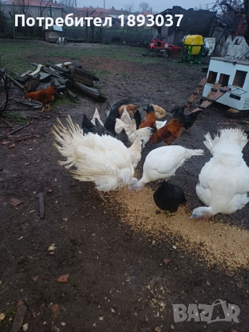 Пуяци и пуйки, снимка 2 - Кокошки и пуйки - 52702520