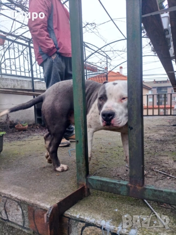 Питбул син нос , снимка 18 - Питбул - 53295871