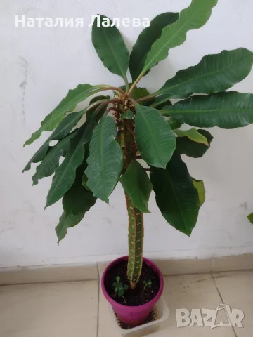 Плюеща палма, euphorbia Leuconeura