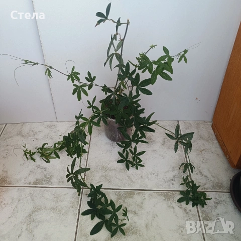 Пасифлора, китайски рози, Индрише , снимка 2 - Стайни растения - 53144264
