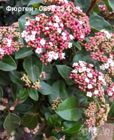 Лаврова Калина (Viburnum Tinus), снимка 4 - Разсади - 49417337