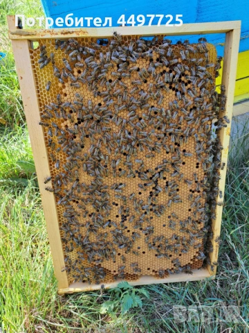 Рамки с пило[пчели] и отводки, снимка 3 - Други животни - 53892042