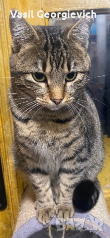 . Търси дом. Sweet boy looking for forewer home