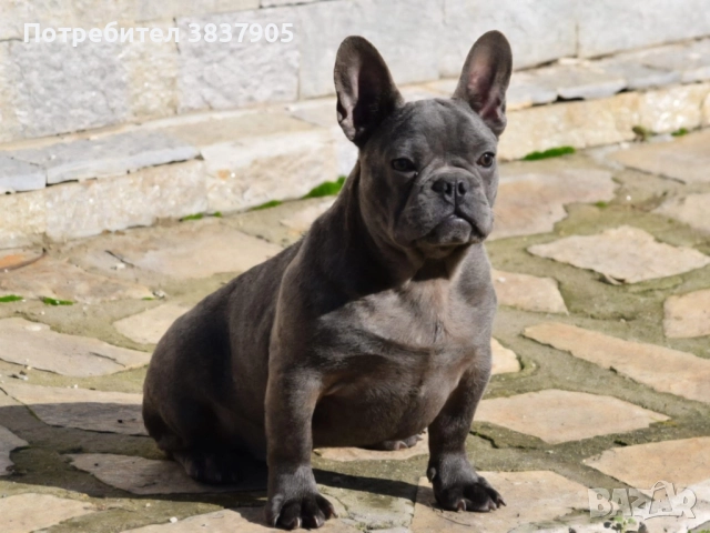 Френски булдоци, снимка 2 - Френски булдог - 52741771