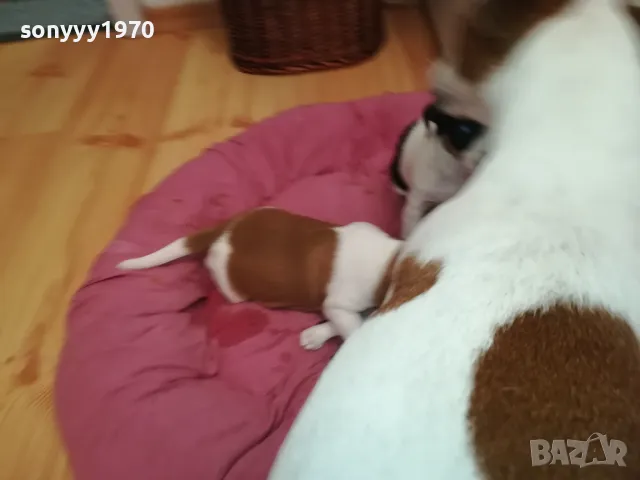 джакове-бебета с първа ваксина и паспорт 0502251824, снимка 9 - Джак ръсел териер - 48981730