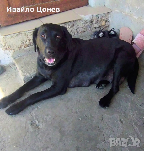 Малки кученца- Лабрадор, снимка 7 - Лабрадор ретривър - 54363432