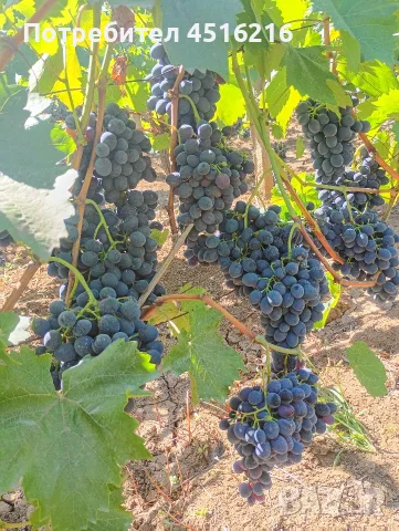 Продавам грозде, снимка 2 - Други - 55974427