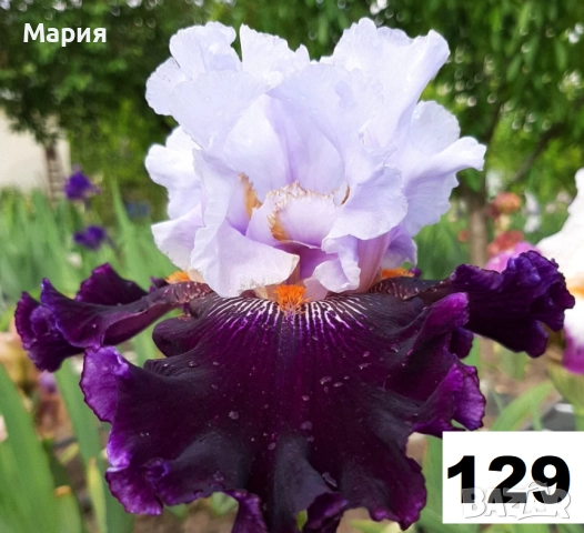 Сортови вискоки ириси /брадати ириси, снимка 7 - Сортови семена и луковици - 46410628