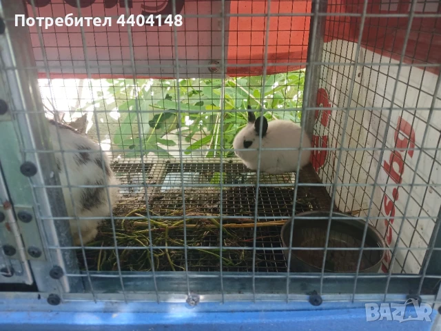 Зайци, снимка 2 - Други животни - 50836409