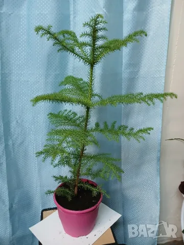 Стайна ела 75см.