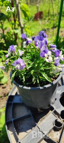 Продавам цветя Теменужки Трикси, снимка 3 - Разсади - 50464114