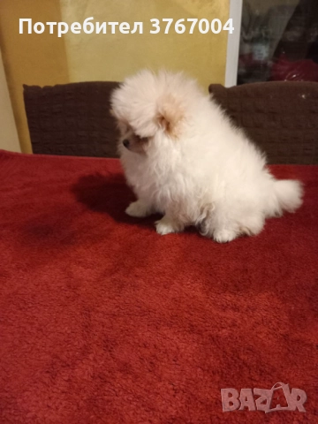 Померан промоция