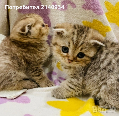 Британски и шотландски котенца. Златни и сръбрени чинчили, снимка 3 - Британска късокосместа - 53060932