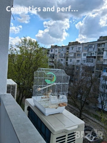 Продавам амадинки заедно с кафеса , снимка 5 - Амадини - 54138646