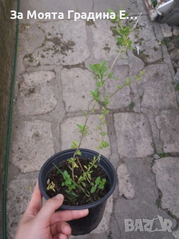 Годжи бери - Червено и жълто , снимка 11 - Градинска техника - 54020824