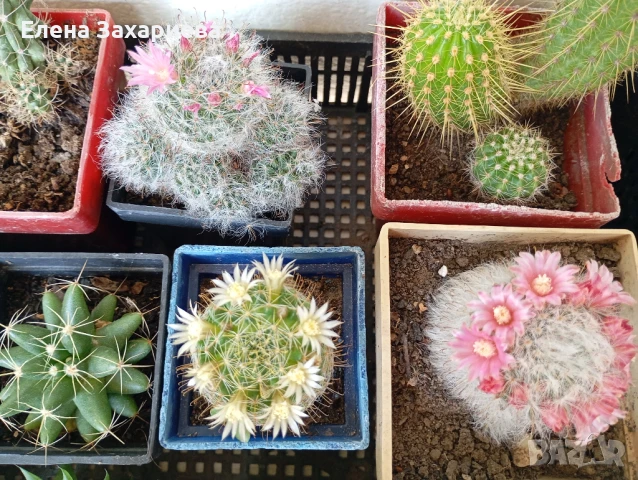 Продавам кактуси, снимка 4 - Стайни растения - 17950413