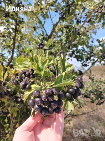 Песто от Коприва,Глог,Шипка,Самардала,Манголд,Розмарин,Коприва,Лапад, снимка 3 - Домашни продукти - 44686378