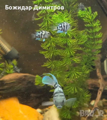 рибки син папагал  (Polar Blue Parrot Cichlid)