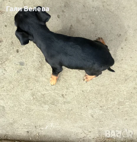 Продавам малко куче пинчер., снимка 3 - Пинчер - 56267106
