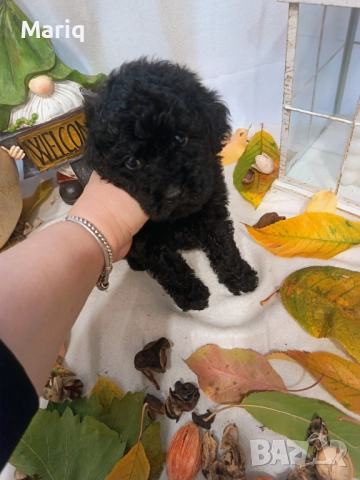 Мини пуделчета момчета, снимка 2 - Пудели - 52683882