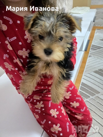 Мини Йорк , снимка 1