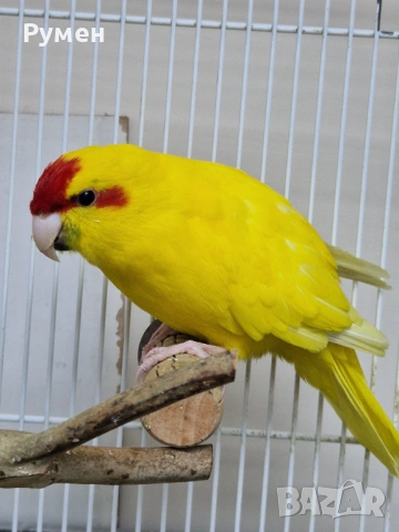 Чифт какарики