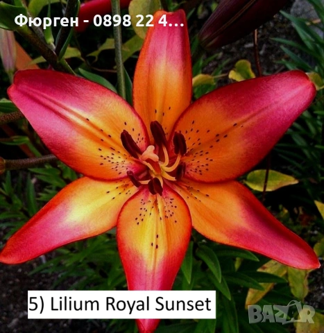 Луковици на Лилиум Приемаме поръчка за след 25 ти февруари 2026г, снимка 2 - Разсади - 53058732