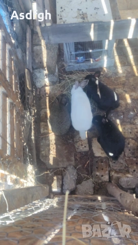 Зайци, снимка 2 - За гризачи - 51627208