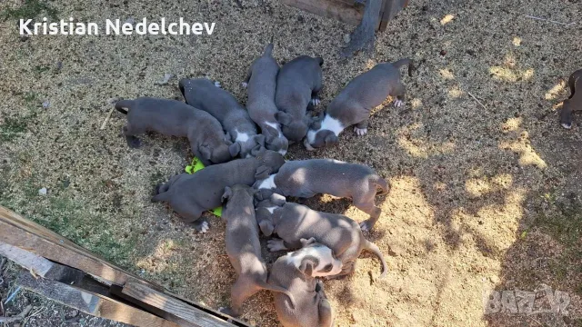 Кученца Американско Були/Питбул