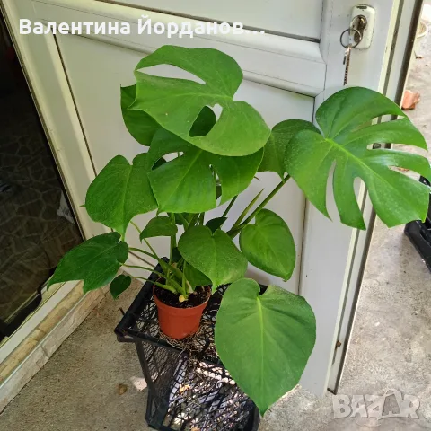 монстера делициоза големи растения , снимка 2 - Стайни растения - 56204791
