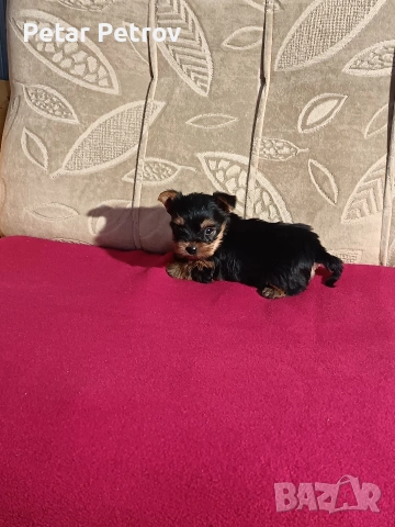 Йоркширски териер мини , снимка 16 - Йоркширски териер - 53883069