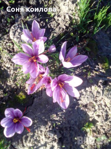 шафранов минзухар луковици, снимка 3 - Сортови семена и луковици - 36695275