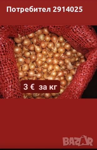 Расад домати и арпаджик, снимка 3 - Разсади - 54095106